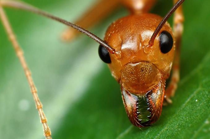 kepala rahang gigitan semut rangrang